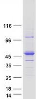 Human RASGEF1C Protein (Recombinant Myc-DDK (Flag))