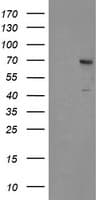Monoclonal Mouse anti-Human SENP2 Antibody (clone OTI1H2, IHC, IF, WB)