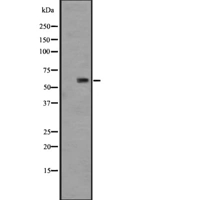 GPR148 Antibody