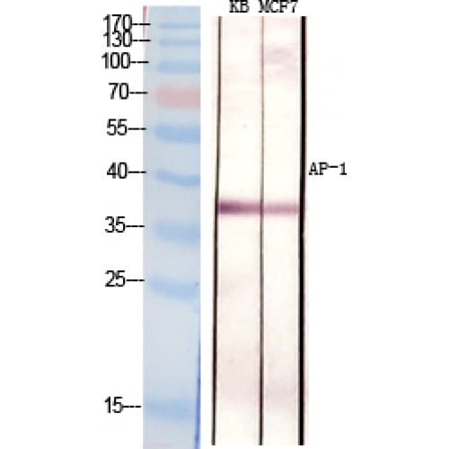 JUN / c-Jun Antibody (30-110 aa)