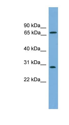 SEMG2 Antibody (aa42-91)