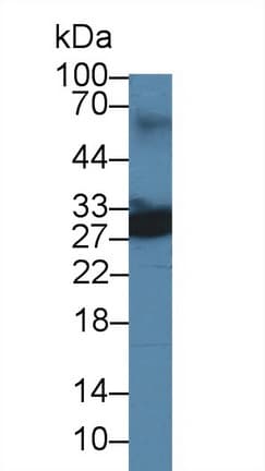 Uchl4 Antibody (aa2-233, Biotin)