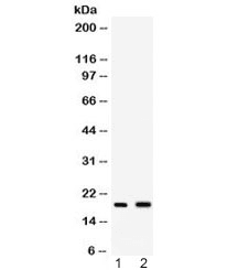 Polyclonal Rabbit anti-Mouse Peptide YY / PYY Antibody (IHC, WB)