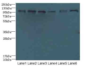 C1orf101 Antibody