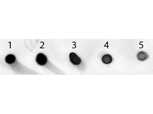Polyclonal Sheep Anti-Mouse IgG Secondary Antibody (AP, IHC, WB)