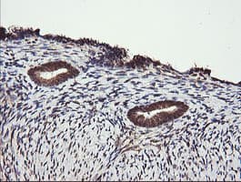PARVA Antibody (clone OTI3C3)
