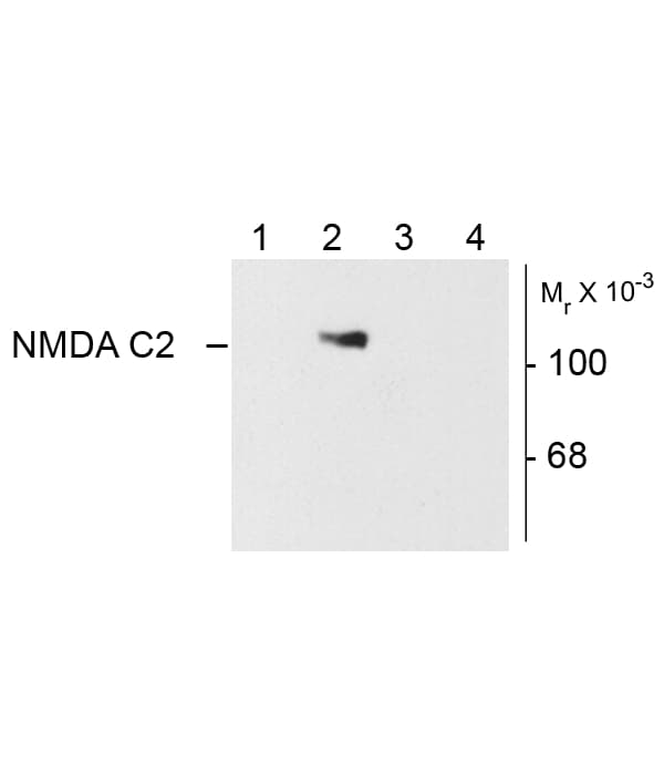 GRIN1 / NMDAR1 Antibody (C2 Variant)