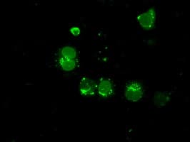LEMD3 / MAN1 Antibody (clone OTI6C10, Carrier-free)