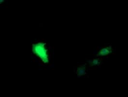 UBE2G2 Antibody (clone OTI4D4, Carrier-free)