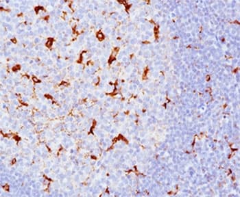 CD68 Antibody (clone KP1 + C68/684, Ready-to-Use)