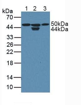 PCTK3 / CDK18 Antibody (PE)