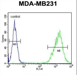 TAZ Antibody (aa32-60)