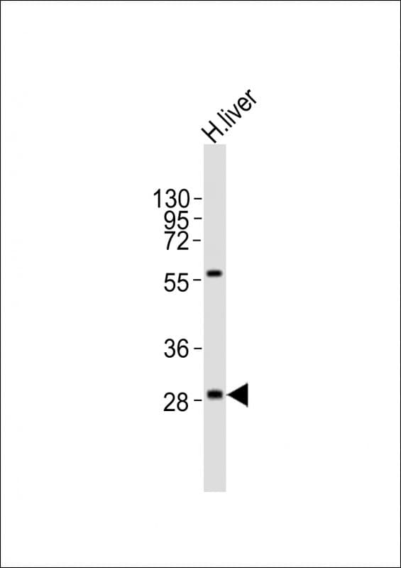Polyclonal Rabbit anti-Human PAP2a / PPAP2A Antibody (aa247-281, WB)