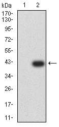IGLC2 Antibody (clone 5E12B9)