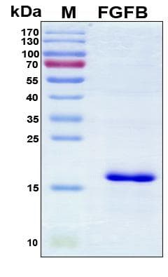 Human FGF2 / Basic FGF Protein (Recombinant His, N-Terminal)