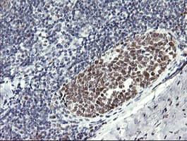 RFC4 Antibody (clone OTI1A8)