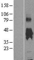 Human KMO Protein (Over-Expression Lysate Myc-DDK (Flag))