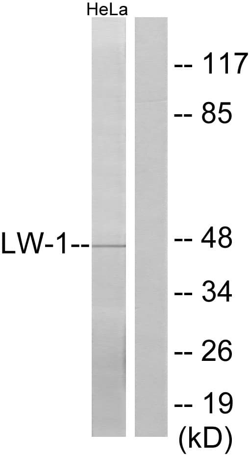 Polyclonal Rabbit anti-Human LW-1 / HSFX1 Antibody (aa10-59, WB)