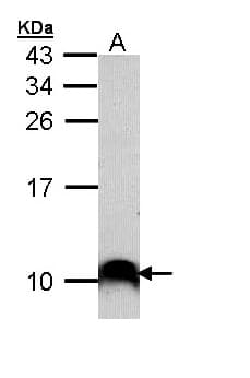 COX7B2 Antibody (aa1-81)
