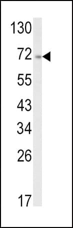 ATF6 Antibody (aa350-377)