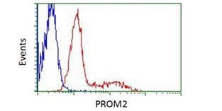 Monoclonal Mouse MYC / c-Myc Antibody (aa408-432, IF, WB)