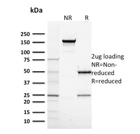 Monoclonal Mouse anti-Human POLR2A / RNA polymerase II Antibody (clone CTD4H8, Azide-free,BSA-free, IHC, IF, WB)