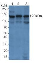 PARP1 Antibody (aa661-881)