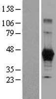 CPM / Carboxypeptidase M Protein (Over-Expression Lysate Myc-DDK (Flag))