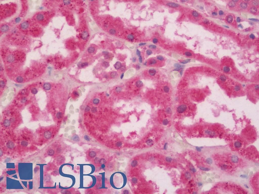 CRBN / Cereblon Antibody