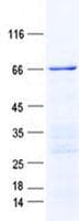 Human POU4F3 / BRN3C Protein (Recombinant GST, N-terminus + His, C-terminus)