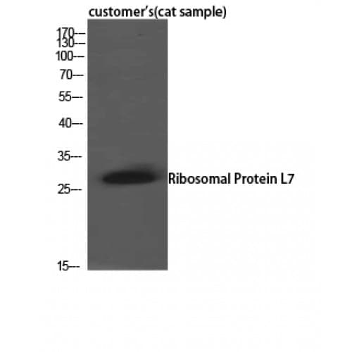 RPL7 / Ribosomal Protein L7 Antibody (180-260 aa, C-terminal)
