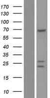 STAU2 Protein (Over-Expression Lysate Myc-DDK (Flag))