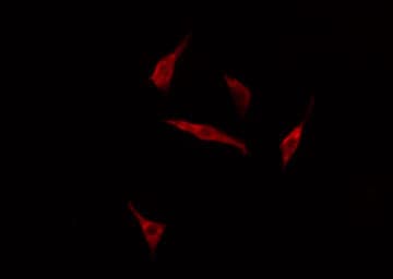 GRB14 Antibody