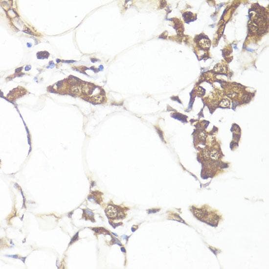 SMAD7 Antibody