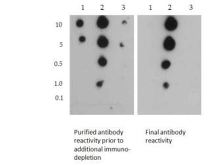 HIST3H3 Antibody (Sym-Me2-Arg2/Me2-Lys4)