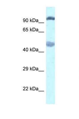 EGLN2 / PHD1 Antibody (C-Terminus)