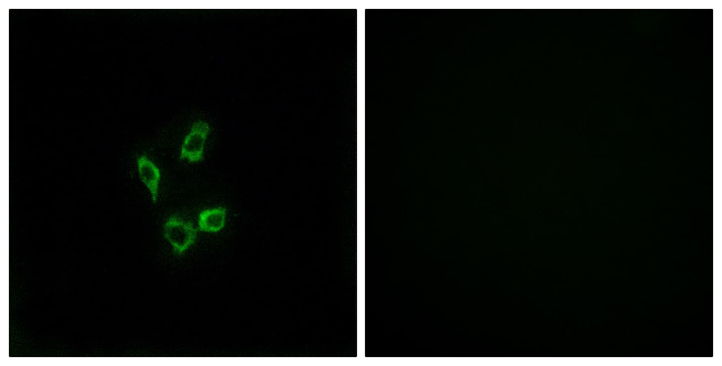 CYP4Z1 Antibody (aa71-120)