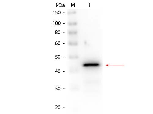 ADH / Alcohol Dehydrogenase Antibody (Liquid, Biotin)