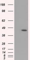 HMRF1L / MTRF1L Antibody (clone OTI2C6)