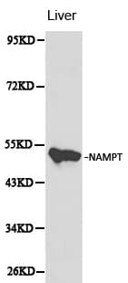 NAMPT / Visfatin Antibody