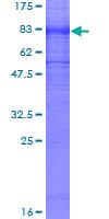 Human KCNA1 / Kv1.1 Protein (Recombinant GST)
