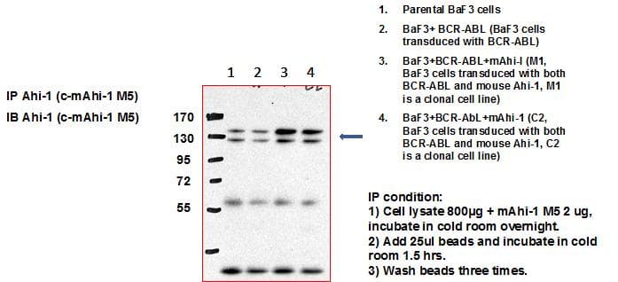 Monoclonal Mouse anti-Mouse AHI1 Antibody (clone F-tag-01, C-Terminus, IHC, IF, WB)