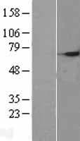SEPW1 / Selenoprotein W (Over-Expression Lysate Myc-DDK (Flag))