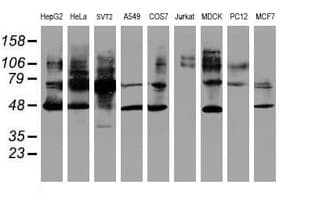 SERPINB1 Antibody (aa77-306, clone OTI2D11, Carrier-free)