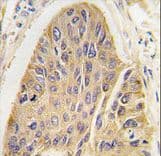 Polyclonal Rabbit anti-Human MAP2 Antibody (aa1766-1796, IHC, WB)