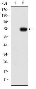 GATA5 Antibody (clone 1B11)