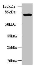CLPB Antibody