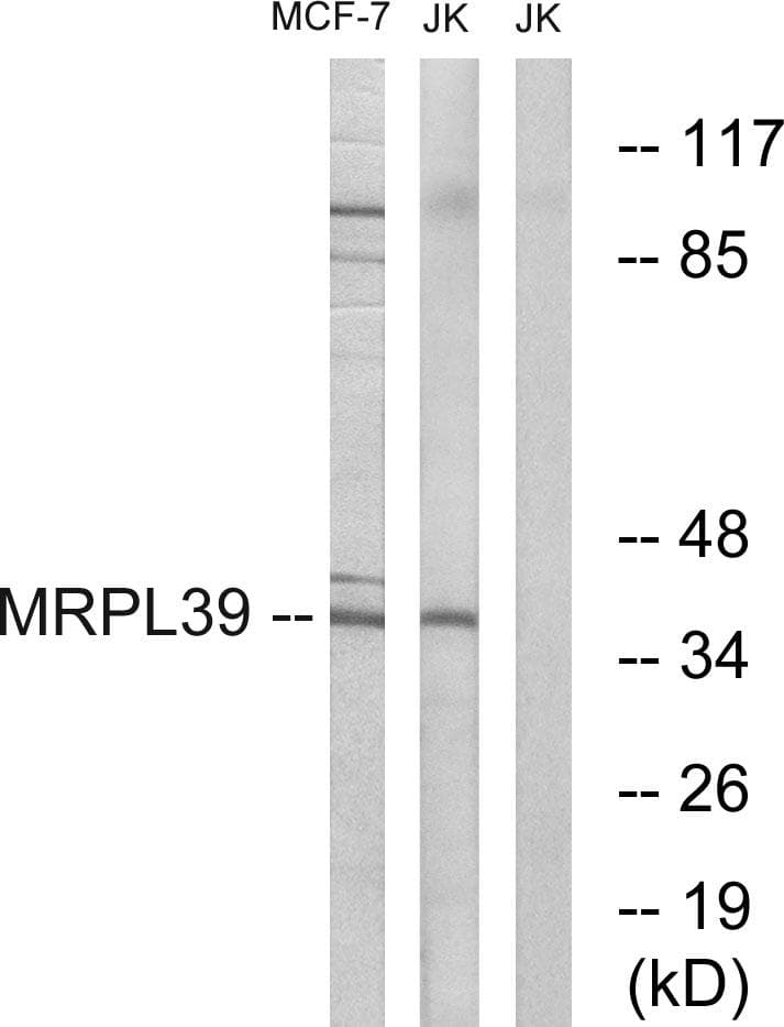 MRPL39 Antibody