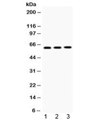 CCT8 Antibody