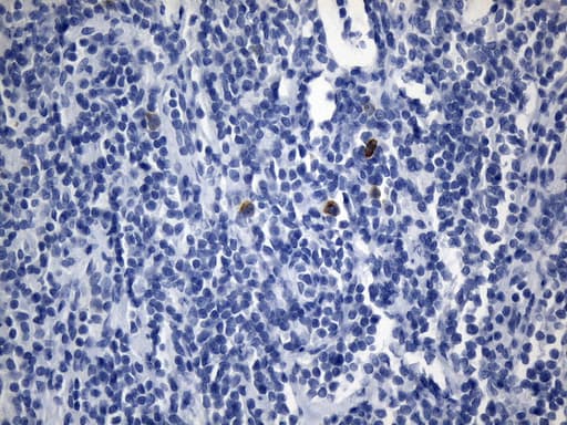 Monoclonal Mouse anti-Human CD275 / B7-H2 / ICOS Ligand Antibody (clone UMAB254, IHC, WB)